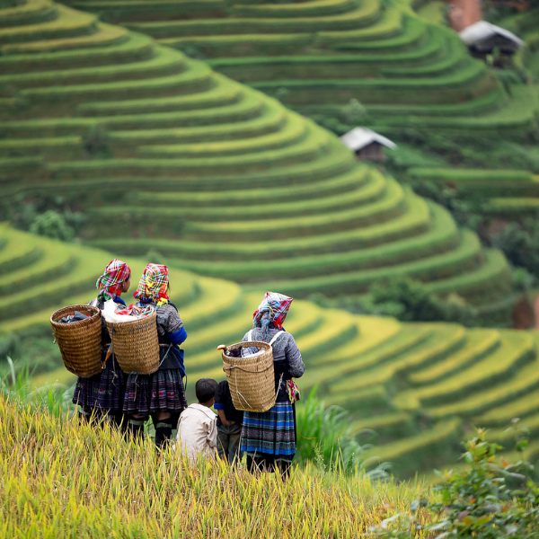 MAI CHÂU - MỘC CHÂU - CẦU KÍNH BẠCH LONG