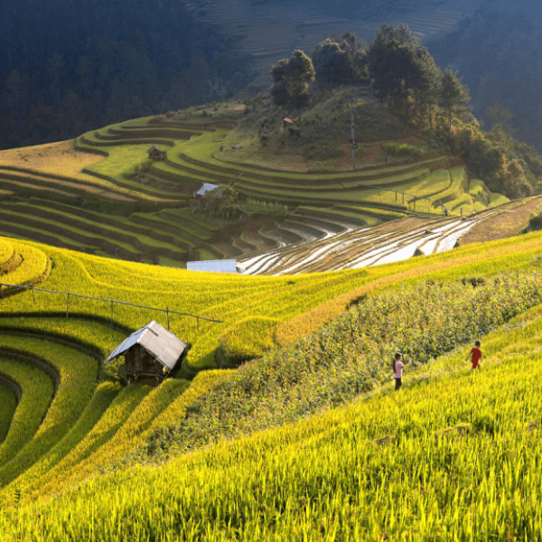 MÙ CANG CHẢI - ĐÈO KHAU PHẠ - TÚ LỆ